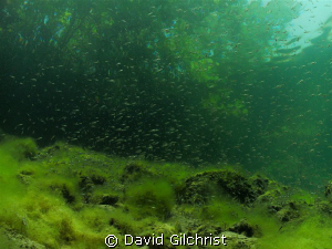 Young bass move along the bottom in shallow water. by David Gilchrist 